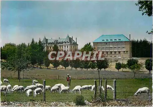 Cartes postales moderne Neuvic d'Ussel (Correze) L'Ecole Regionale d'Agriculture Moutons