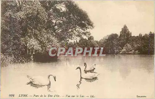 Cartes postales Lyon Parc de la Tete d'Or Vue sur le Lac