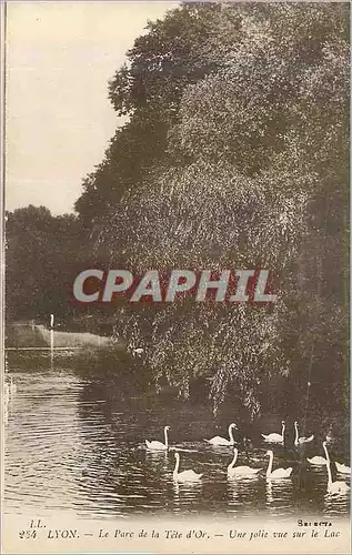 Ansichtskarte AK Lyon Le Parc de la Tete d'Or Une Jolie vue sur le Lac