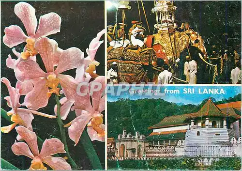 Cartes postales moderne Greetings from Sri Lanka Elephant