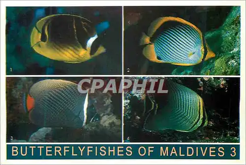 Moderne Karte Butterflyfisches of Maldives