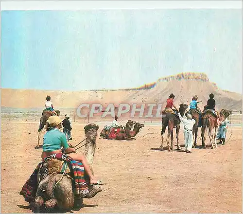 Cartes postales moderne Algerie Le Sud Fascinant Chameaux