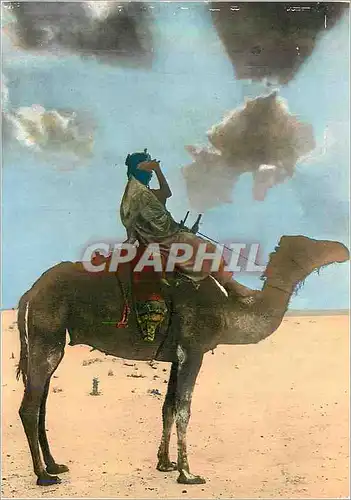 Cartes postales moderne Sud Algerien Chameau
