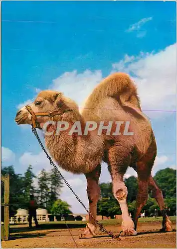 Cartes postales moderne Animales Camello Chameau