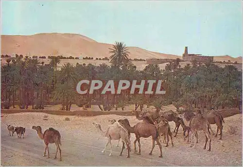 Cartes postales moderne Algerie La Palmeraie Chameaux