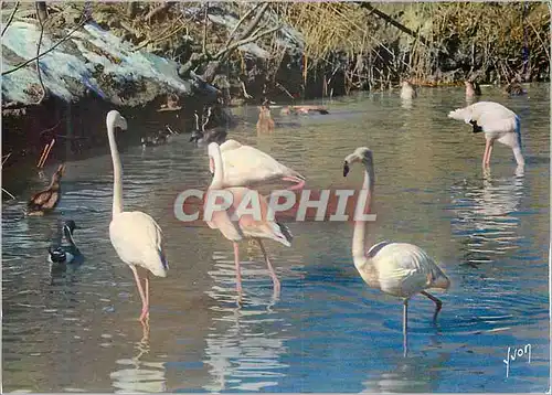 Moderne Karte Flamants Roses en Camargue Couleurs et Lumiere de France