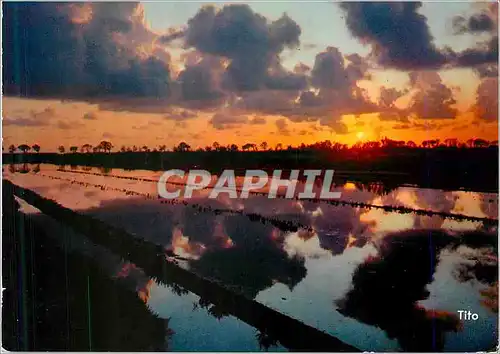 Moderne Karte Coucher de Soleil sur les Marais