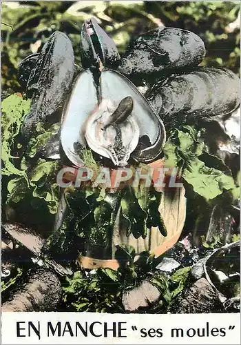 Cartes postales moderne En Manche ses Moules Cote d'Opale
