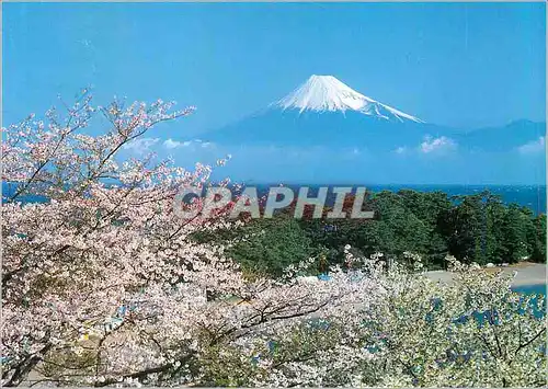 Moderne Karte Mt Fuji and Cherry Blossoms