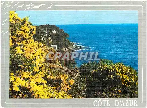 Cartes postales moderne Rivages Enchanteurs Tapises de Mimosas Lumiere et Beaute de la Cote d'Azur