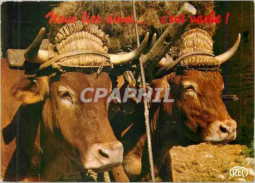 Cartes postales moderne Nous Lier Ainsi c'est Vache Attelage