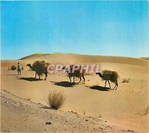 Cartes postales moderne Algerie le Sud Fascinant Chameaux