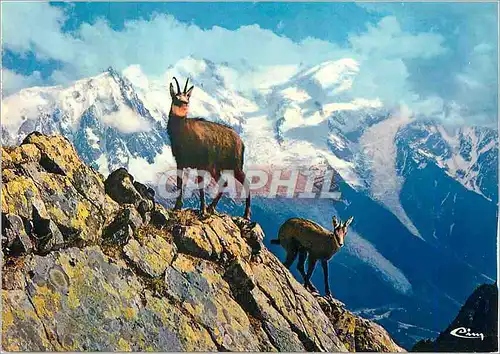 Cartes postales moderne Animaux de Montagne Chamois