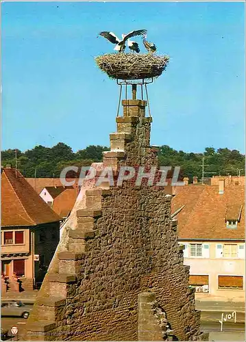 Moderne Karte Ostheim (Haut Rhin) Nid de Cigognes l'Alsace Couleurs et Lumiere de France