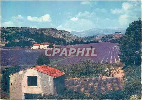 Cartes postales moderne Au Pays de la Lavande Reflets de la Cote d'Azur Lavandes en Fleurs