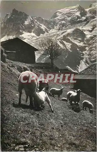 Cartes postales moderne Au Pays de Mont Blanc Donnez nous notre Pain de Chaque Jour Moutons