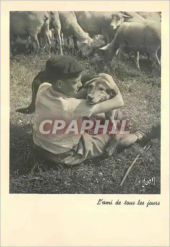 Cartes postales moderne l'Ami de Tous les Jours Chien Enfant Moutons