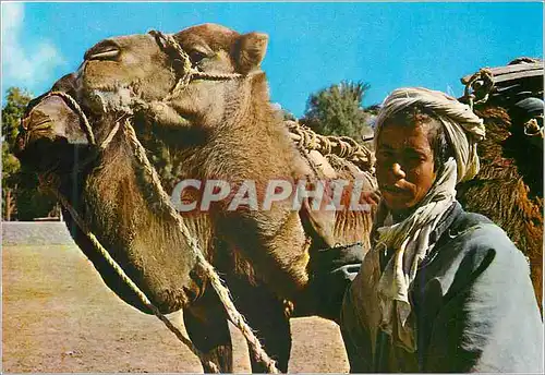 Cartes postales moderne Algerie Un Chamelier
