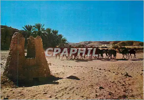 Cartes postales moderne Algerie Caravane de Chameaux