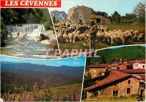 Cartes postales moderne Les Cevennes Touristiques Souvenirs Moutons