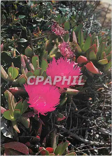 Cartes postales moderne Vouziers avec les Voeux du Monde Rural