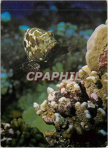 Cartes postales moderne Epinephelus Microdon Marmor Zackenbarsch Loche Marbree