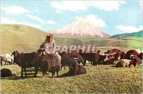 Cartes postales moderne Agri Turkey Moutons