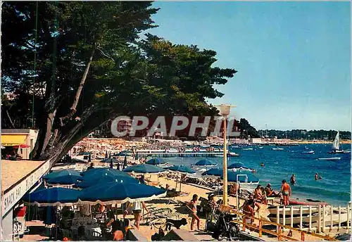 Cartes postales moderne Juan les Pins La Cote d'Azur LE Vieux Pin et la Plage