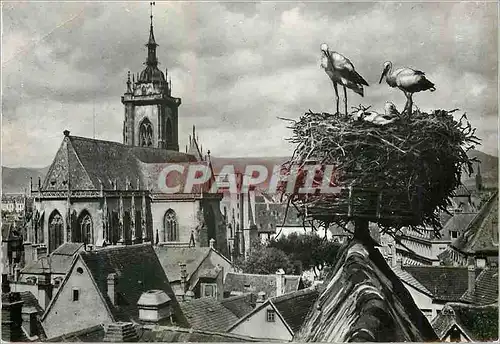 Cartes postales moderne Colmar Cigognes d'Alsace Nid de Cigognes avec vue sur la Cathedrale