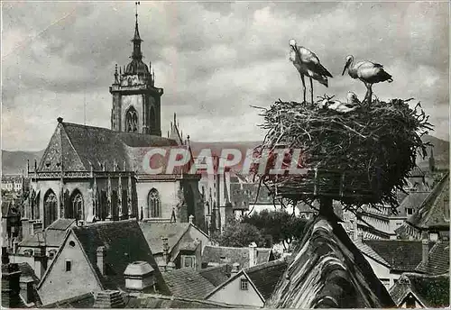 Moderne Karte Colmar Cigognes d'Alsace Nid de Cigognes avec vue sur la Cathedrale