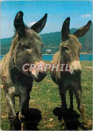 Cartes postales moderne Grece Ane Donkey