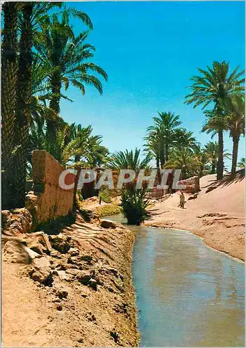 Cartes postales moderne Zagora L'Oasis