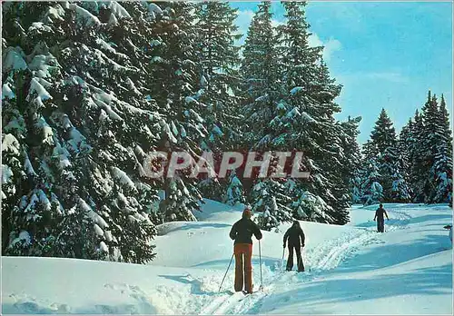 Cartes postales moderne Les Joies du Ski de fond