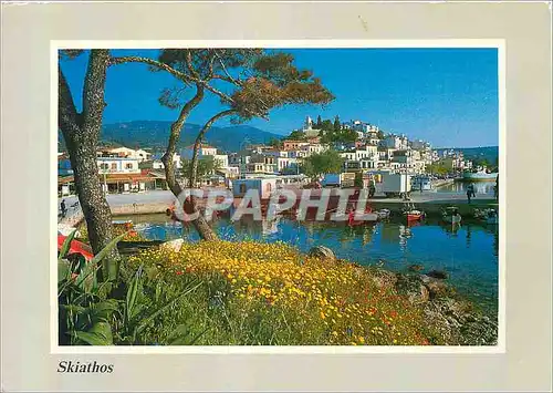 Cartes postales moderne Grece Skiathos Vue Parcielle