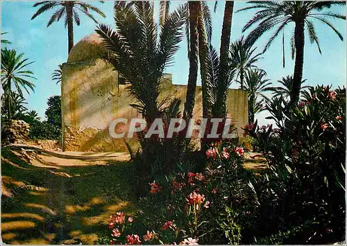 Cartes postales moderne Tunisie Gables Marabout dans la Palmeraie