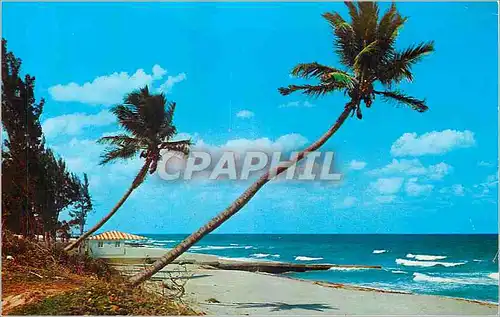 Cartes postales moderne Whispering Palms on the Florida Coast