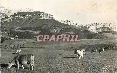 Cartes postales moderne Villard de Lans (Alt 1050 m) Les Belles Alpes Francaises Vaches