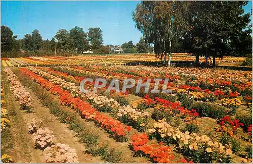 Cartes postales moderne Chrysanthemum Display One of the Nation's Most Colorful Fall Displays is the Chrysanthemum Plant