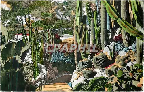 Cartes postales moderne Monaco Jardin Exotique Opuntia Cereus Neobuxbaumia Trichocereus