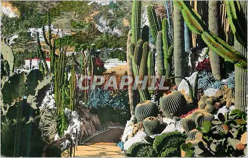 Moderne Karte Monaco Jardin Exotique Opuntia Cereus Neobuxbaumia Trichocereus