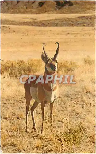 Moderne Karte Pronghorn (Antelope) These fast and Graceful animals are seen on the Plain Areas