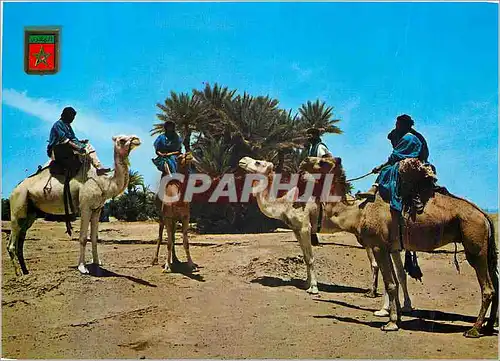 Cartes postales moderne Maroc Typique Caravane de Meharistes de M'Hamid Chameaux