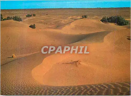 Cartes postales moderne Le Maroc Pittoresque M'Hamid Dunes