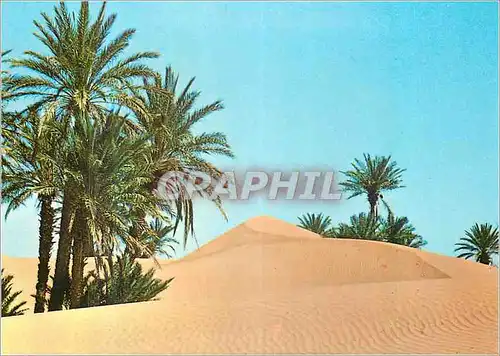 Cartes postales moderne Maroc Pittoresque Oasis dans le Sud