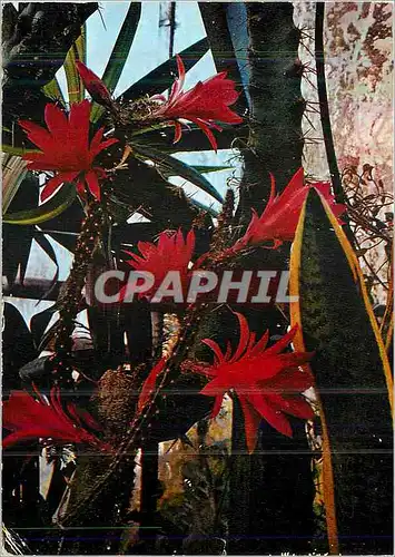 Cartes postales Jardin Exotique de Sanary Bandol Lumiere et Beaute de la Cote d'Azur