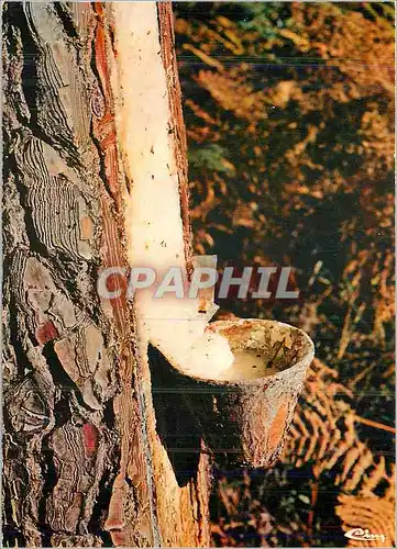 Moderne Karte Paysages Landais Le Pot de Resine a l'Automne