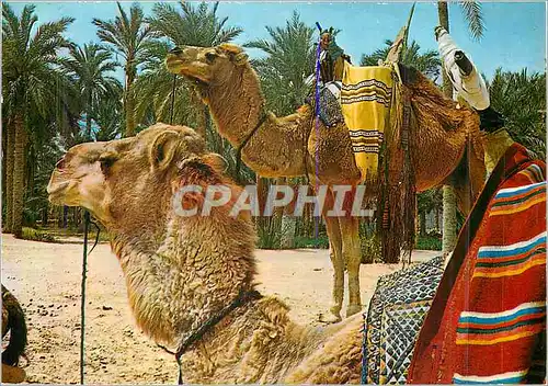 Cartes postales moderne Algerie Le sud Fascinant Meharis