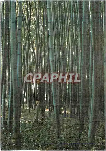 Moderne Karte Bambuseraie de Prafrance Anduze Foret de Bambous Geants