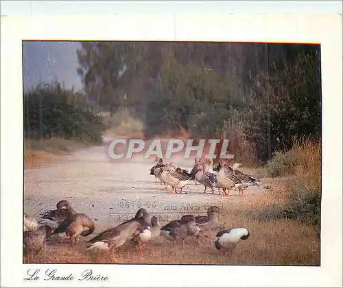 Cartes postales moderne La Grande Briere (Loire Atlantique) France