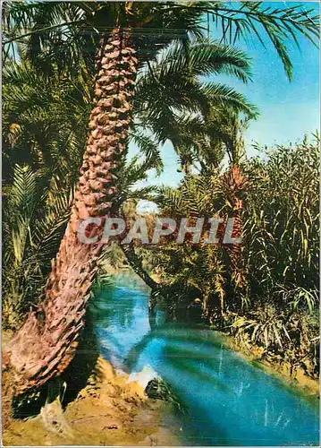 Cartes postales moderne Tunisie Gabes la Palmeraie